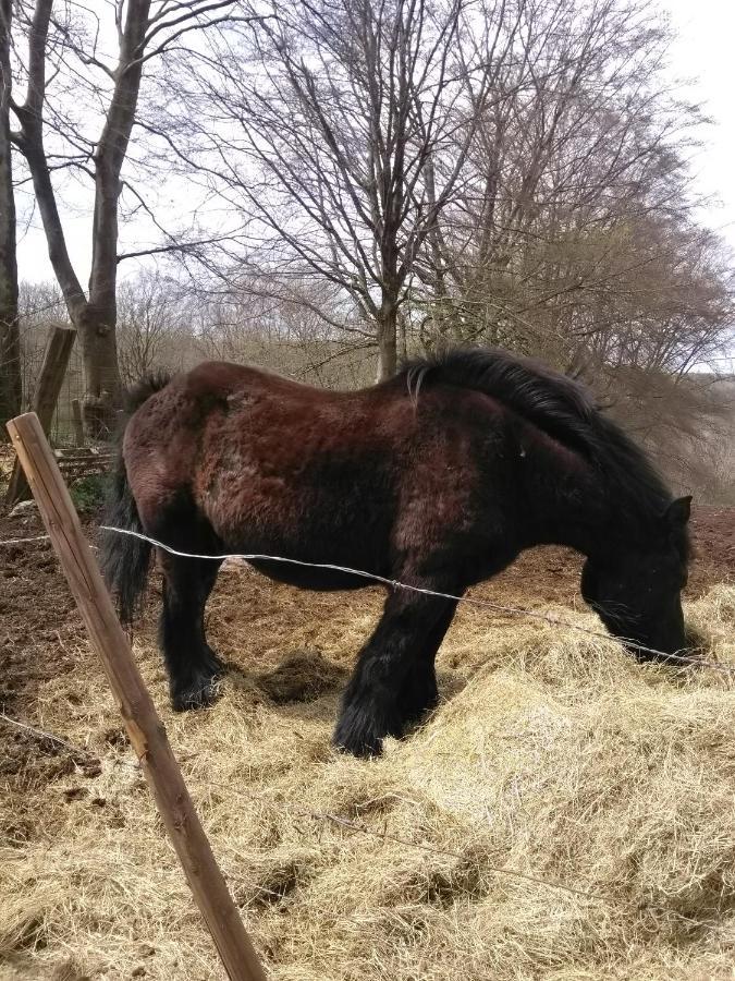 Triplex 244 "Rest And Be Thankful " 3 Ch 2 Sdb Malmedy Buitenkant foto